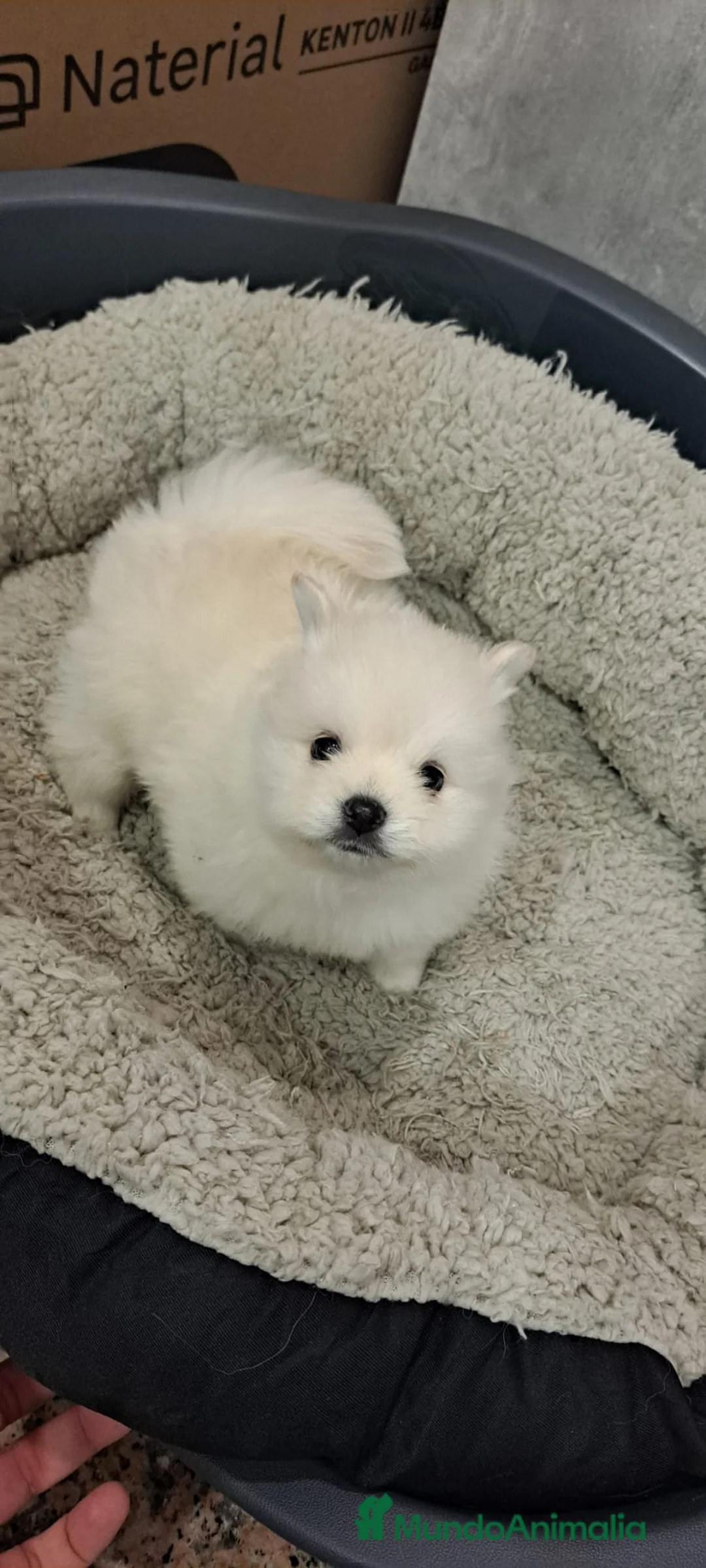 Pomerania perros en venta: Pomerania lulu Toy super peluditos y preciosos  - Anuncio 1