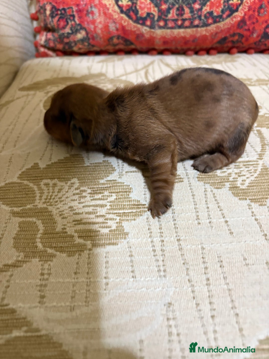 Teckel Miniatura perros en venta: Teckel miniatura Merle chocolate precioso macho  - Anuncio 11