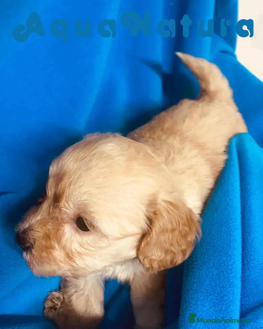 Maltipoo perros en venta: Maltipoo Hembra de Malita y Alejo 6276 AQUANATURA en Barcelona - Anuncio 7