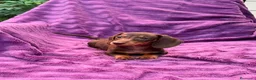 Teckel Miniatura perros en venta: Teckels Miniatura de calidad  - Anuncio 1