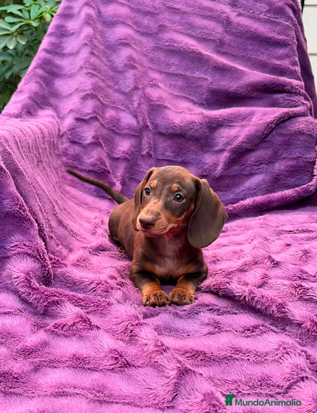 Teckel Miniatura perros en venta: Teckels Miniatura de calidad  - Anuncio 1
