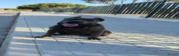 Cane Corso perros en venta: Cane corso - Anuncio 2