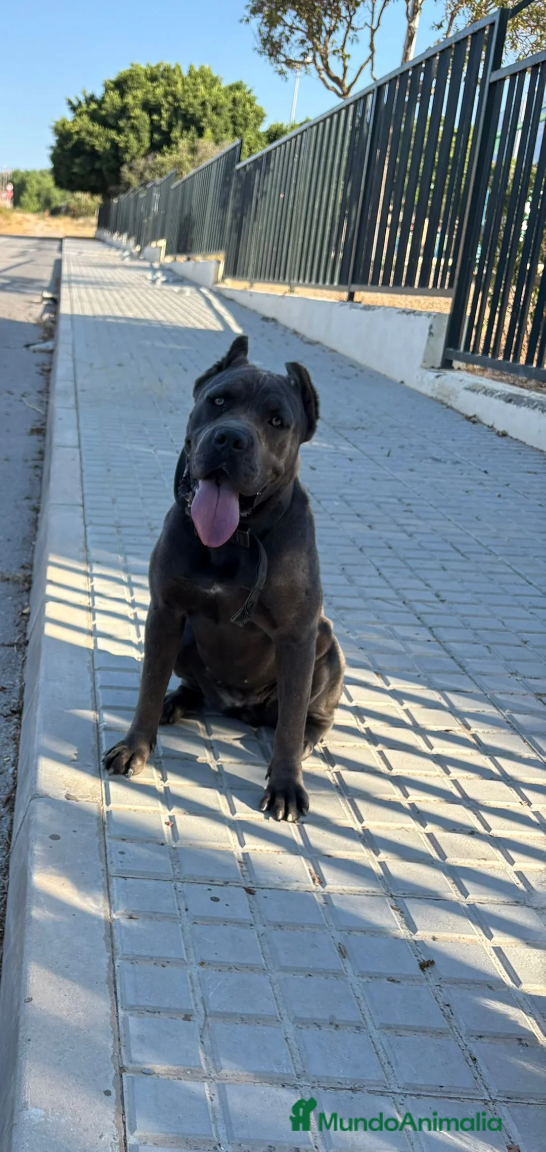 Cane Corso perros en venta: Cane corso - Anuncio 2