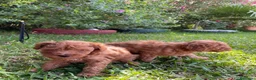 Caniche Enano perros en venta: Caniche rojo cachorro  - Anuncio 2
