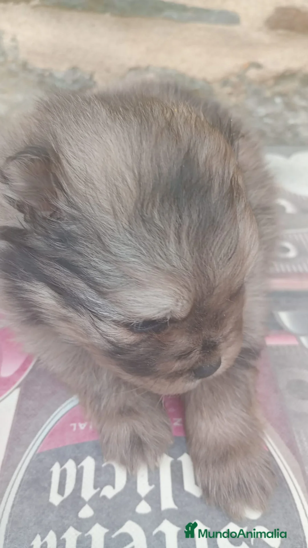 Pomerania perros en venta: Pomerania - Anuncio 4