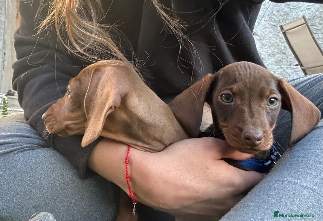 Teckel Miniatura perros en venta: Salchicha kaninchen/miniatura chocolate  - Anuncio 2