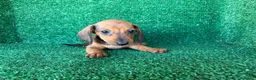 Teckel Miniatura perros en venta: teckel miniatura - Anuncio 4