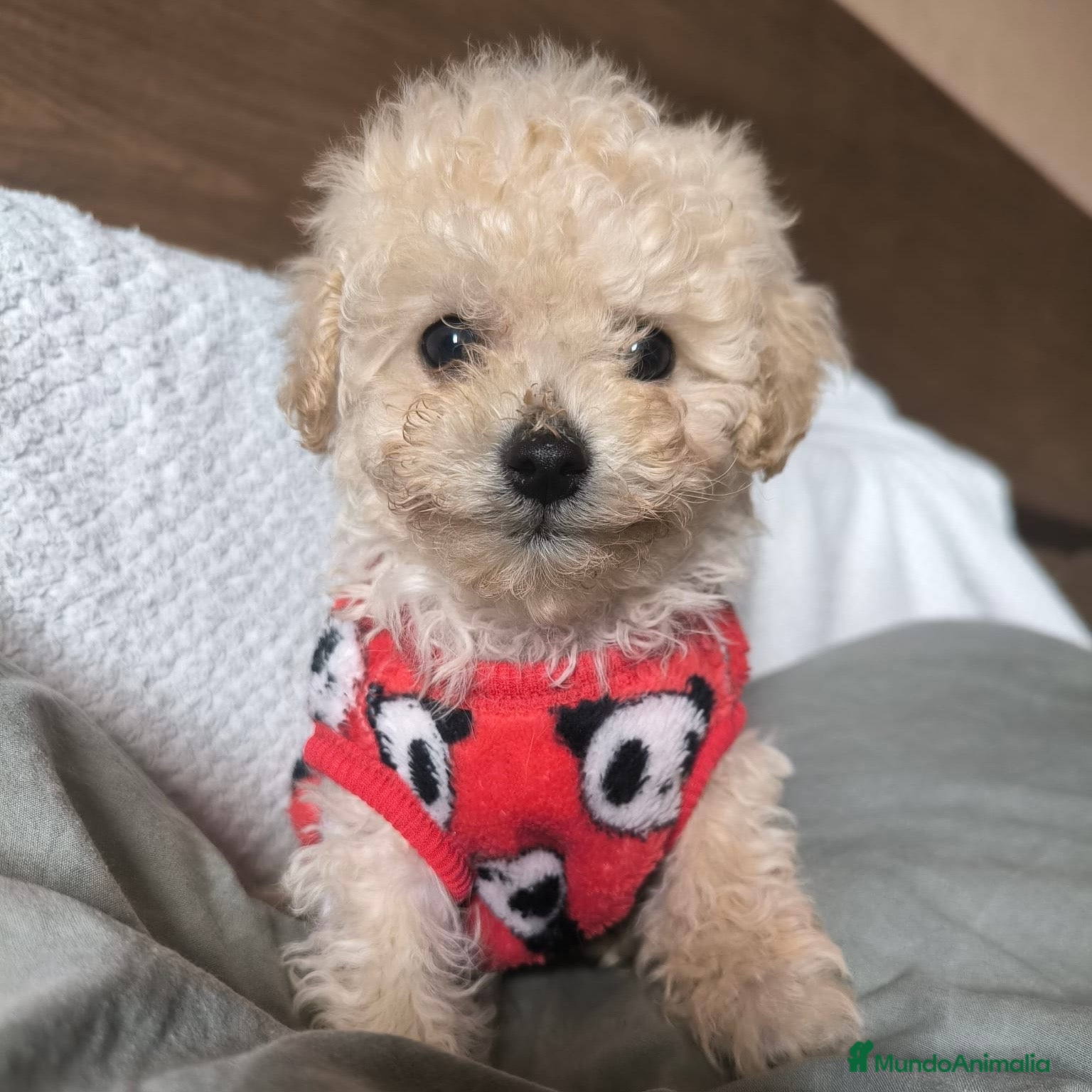 Caniche Enano perros Caniche Apricot MiniToy - Anuncio 3