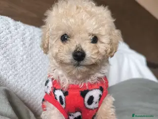 Caniche Enano perros Caniche Apricot MiniToy - Anuncio 3