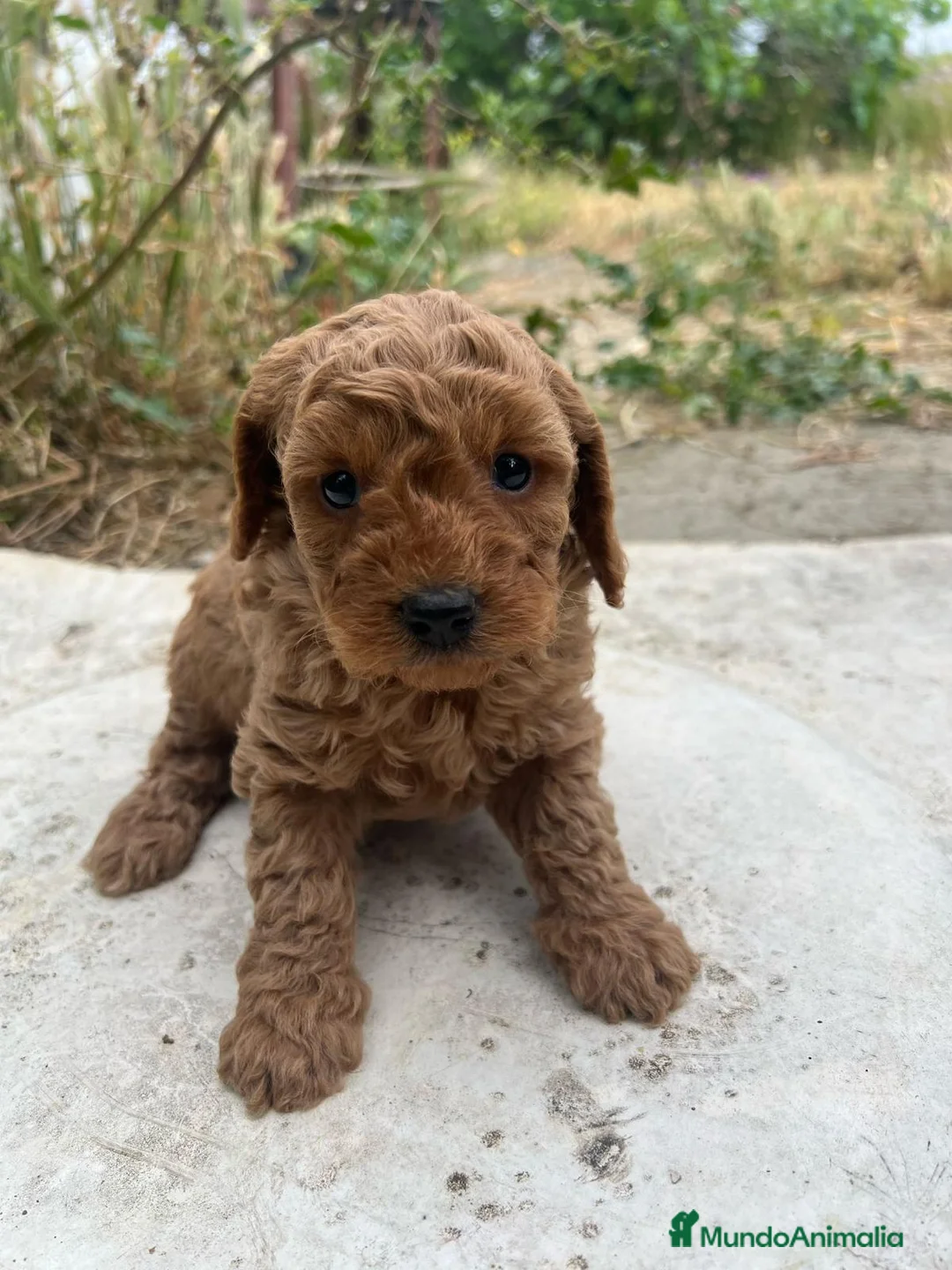 Caniche Enano perros en venta: HEMBRA CANICHE ROJA DE PADRES ENANOS en Madrid - Anuncio 6
