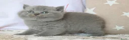 Británico de Pelo Corto Azul gatos en venta: 🐾 Gatitos British Shorthair Azules Exclusivos🐾 - Anuncio 11