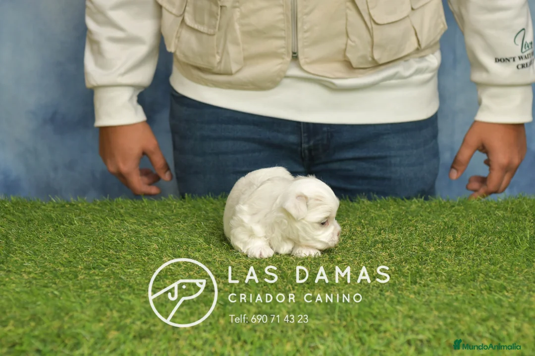 Bichón Maltés perros en venta: BICHÓN MALTÉS DISPONIBLES - Anuncio 5