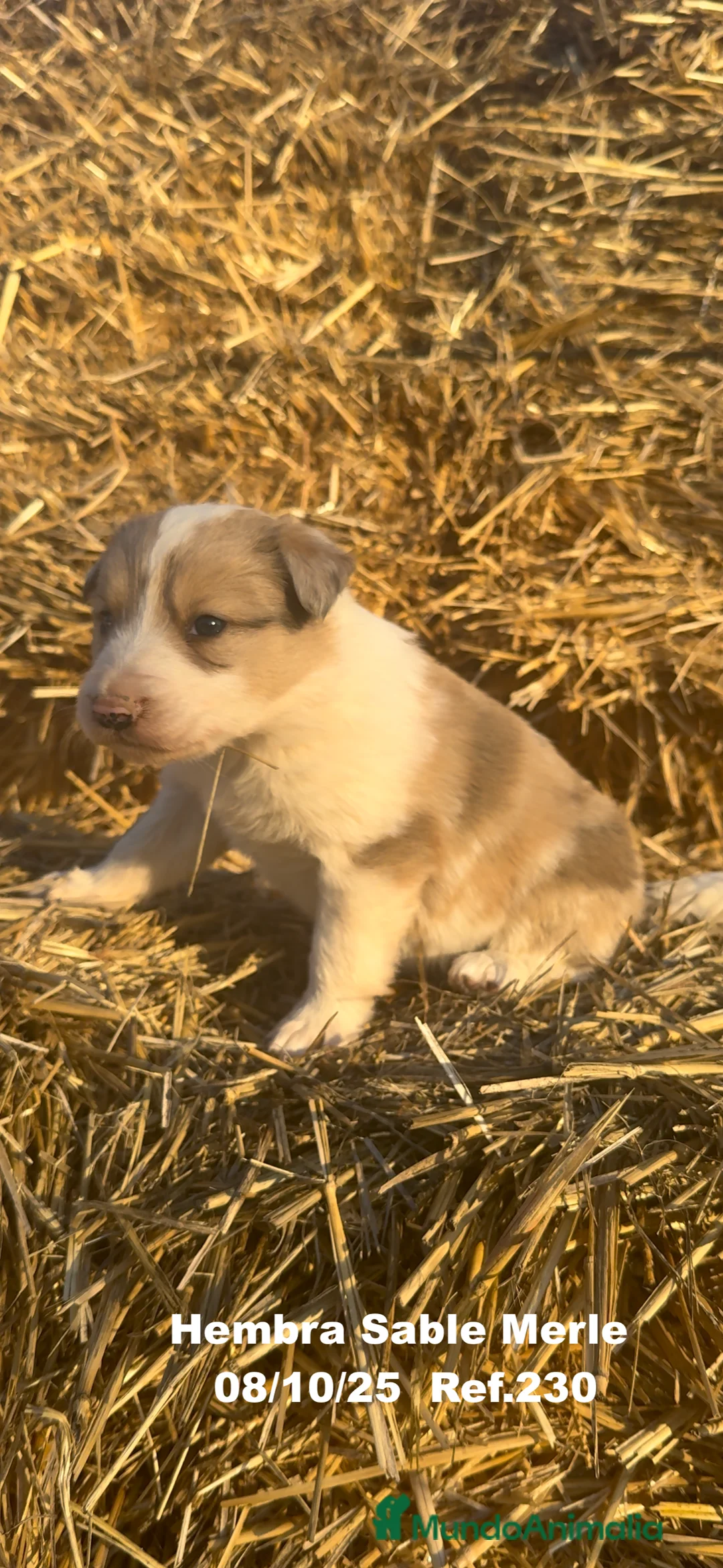 Border Collie perros en venta: BORDER COLLIE Sable Merle - Anuncio 17