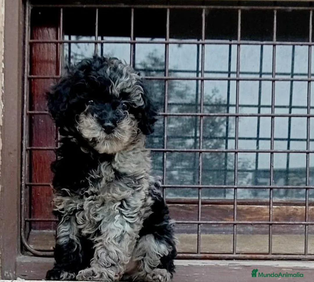 Caniche Toy perros en venta: Caniche toy - Anuncio 1