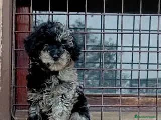 Caniche Toy perros Caniche toy - Anuncio 25