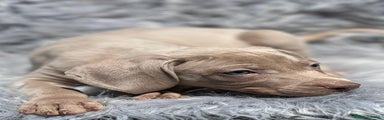 Weimaraner Cachorro 2