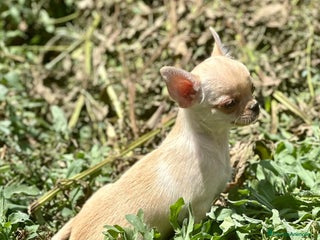 Chihuahua perros Chihuahua toy - Anuncio 12