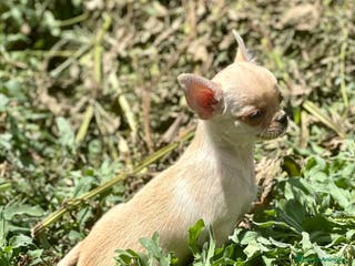 Chihuahua perros Chihuahua toy - Anuncio 25