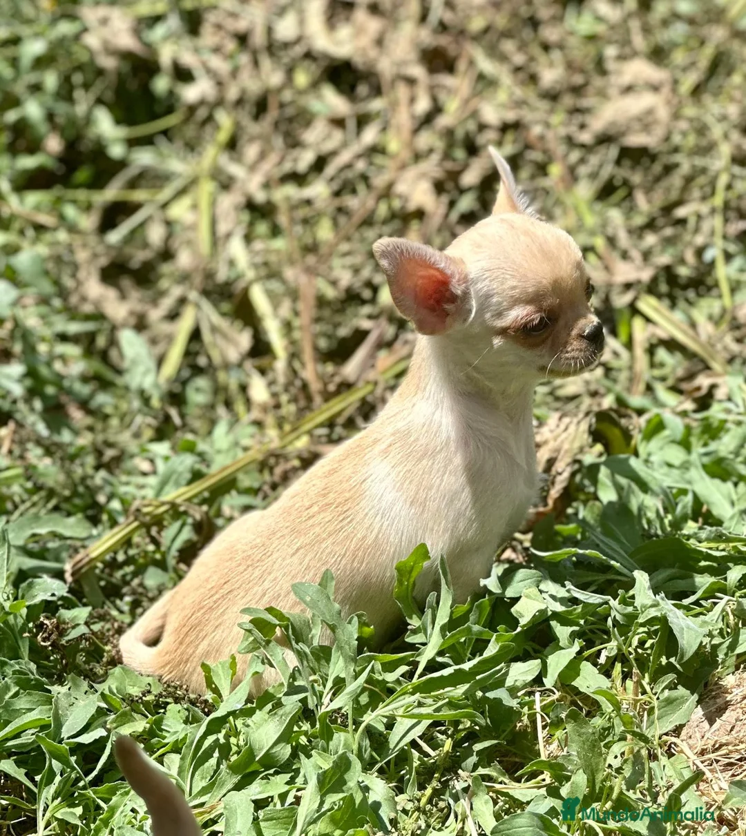 Chihuahua perros en venta: Chihuahua toy  - Anuncio 1
