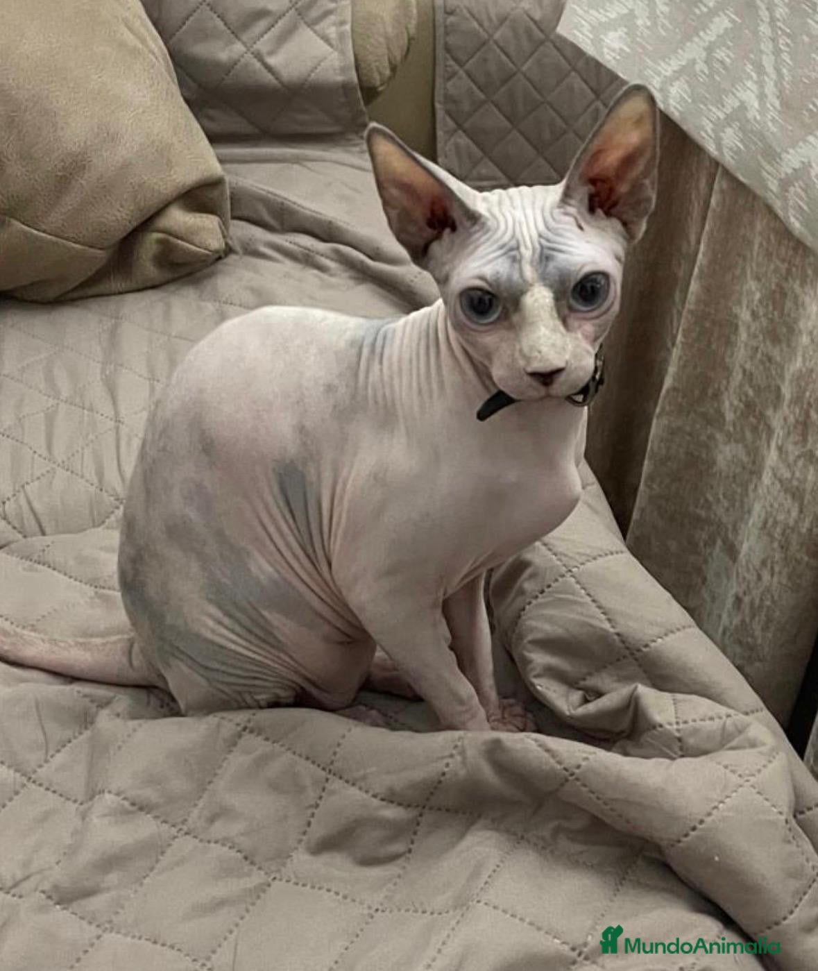 Sphynx gatos Gatos shpynx - Anuncio 2