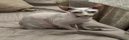 Sphynx gatos en venta: Gatos shpynx - Anuncio 1