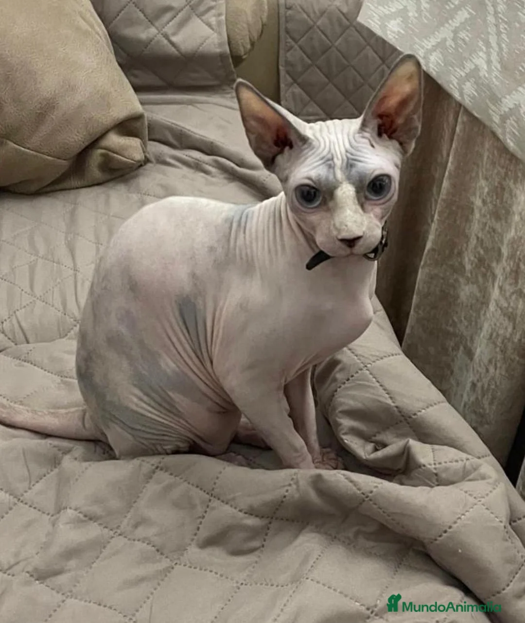Sphynx gatos en venta: Gatos shpynx - Anuncio 1