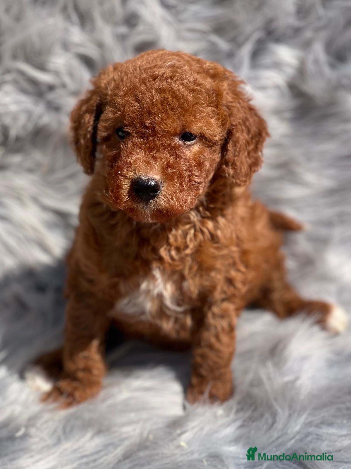 Caniche Toy perros Caniche rojo  en Barcelona - Anuncio 10