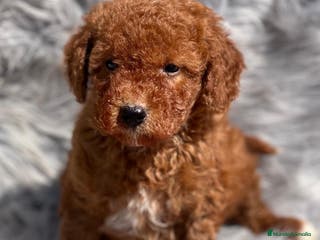 Caniche Toy perros Caniche rojo en Barcelona - Anuncio 13