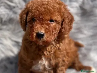 Caniche Toy perros Caniche rojo en Barcelona - Anuncio 25