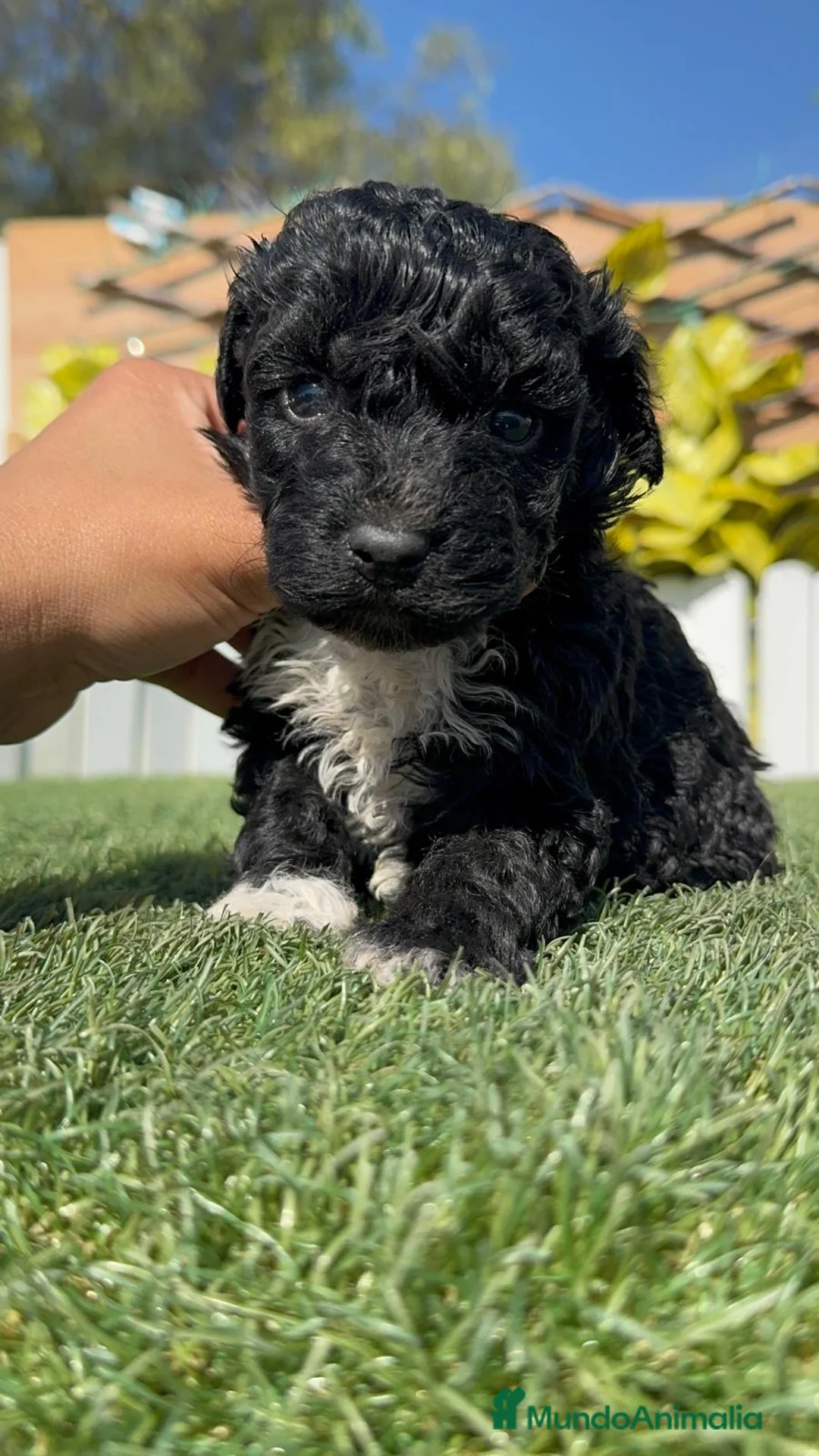 Perro de Agua Español perros en venta: PERRO DE AGUA HEMBRA - Anuncio 2