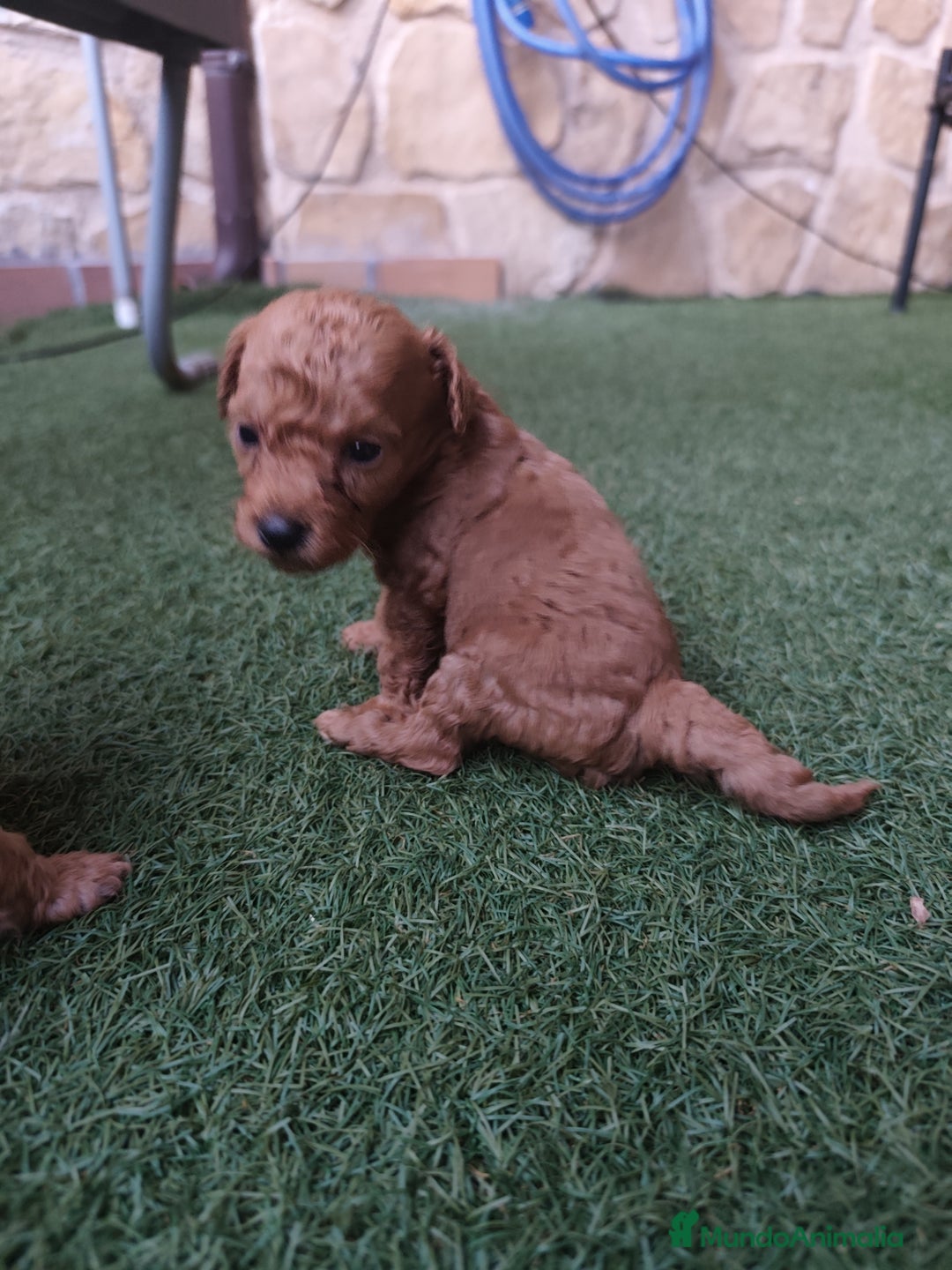 Caniche Enano perros en venta: preciosos caniches  en Segovia - Imagen 5