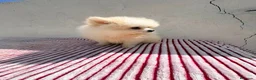Pomerania perros en venta: Lulu de Pomerania toy  - Anuncio 4