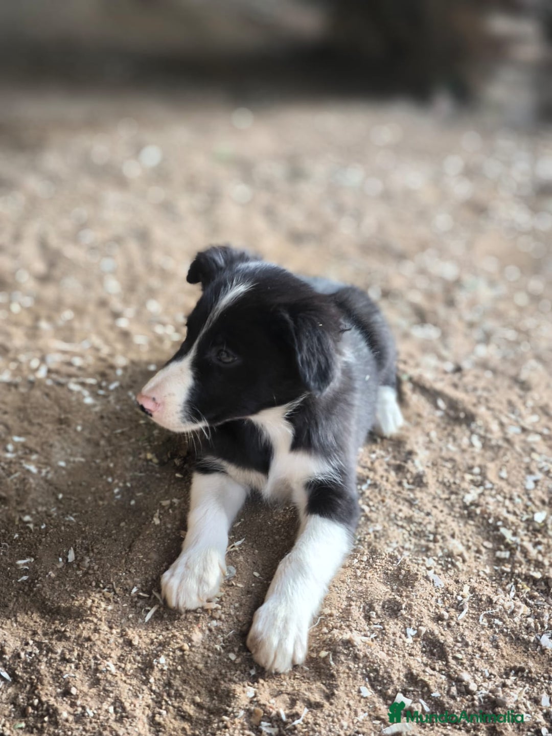Border Collie perros en venta: Cachorros border collie 2 meses  - Anuncio 4
