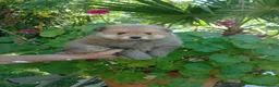 Pomerania perros en venta: Pomerania Macho de calidad  - Anuncio 3