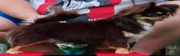 Chihuahua perros en venta: Chihuahua hembra - Anuncio 3