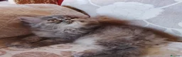 Persa gatos en venta: Gatas persas  - Anuncio 2