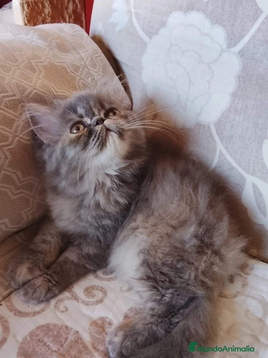 Persa gatos en venta: Gatas persas  - Anuncio 2