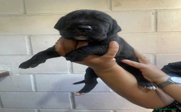 Dogo Alemán perros - Anuncio 1