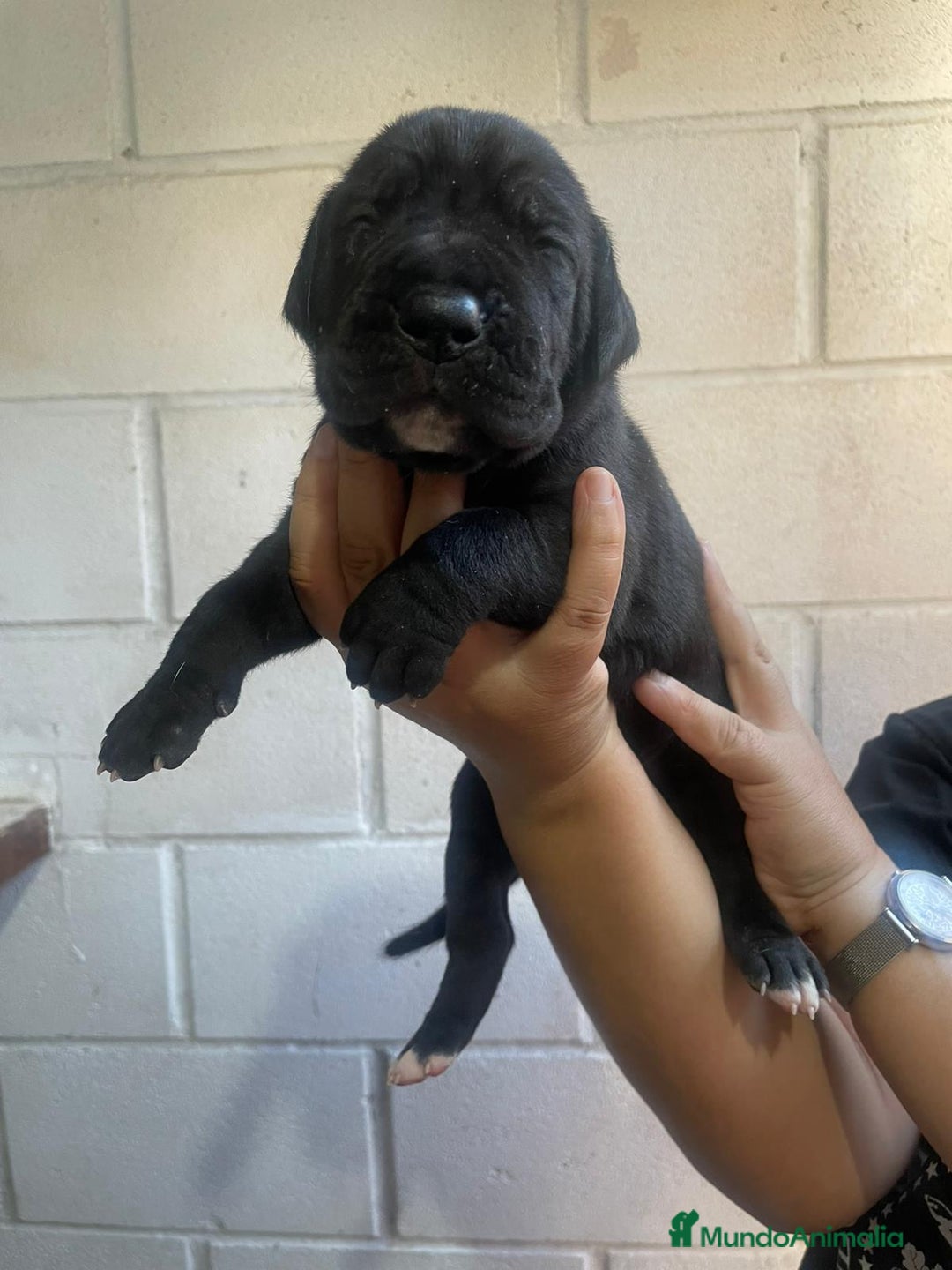 Dogo Alemán perros en venta: CACHORRO GRAN DANES ♀️ - Imagen 1