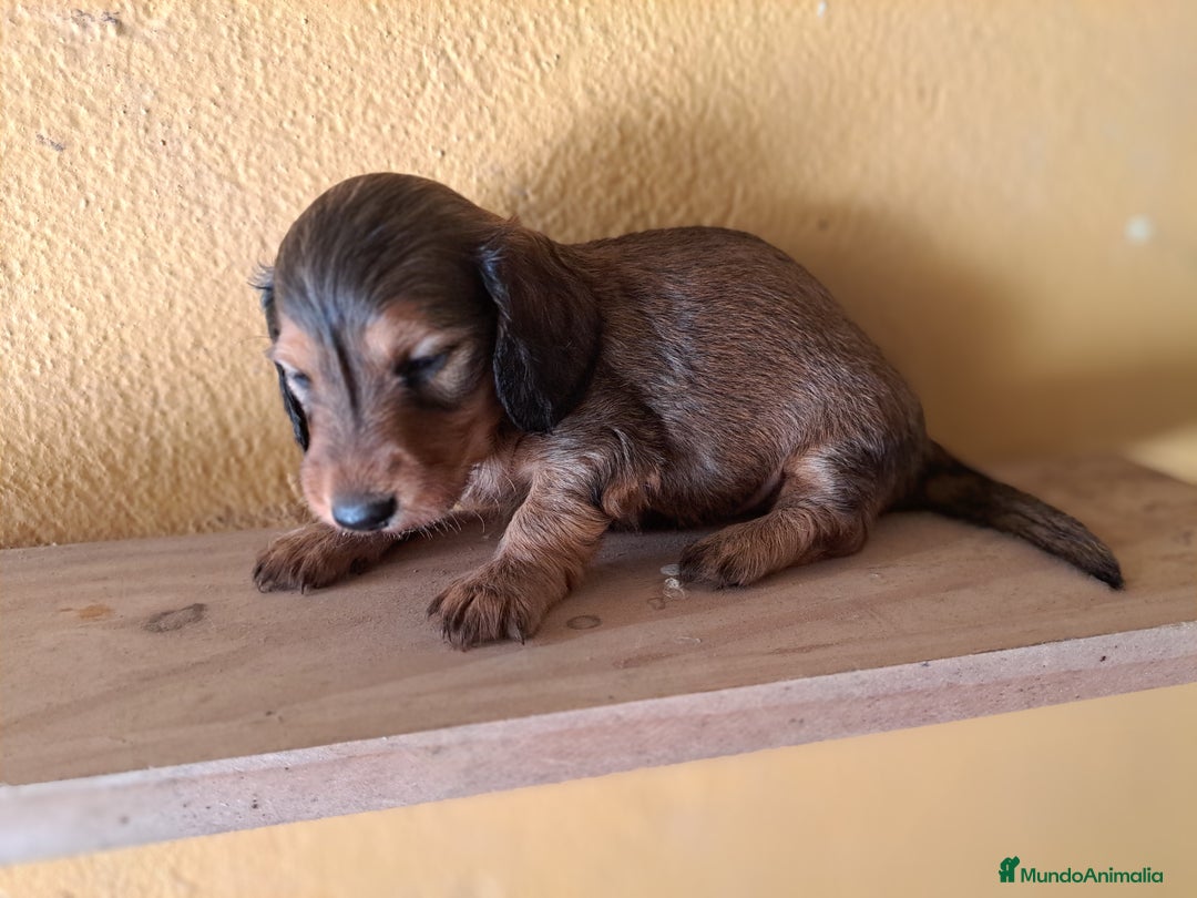 Teckel perros en venta: Teckel de pelo largo - Imagen 5