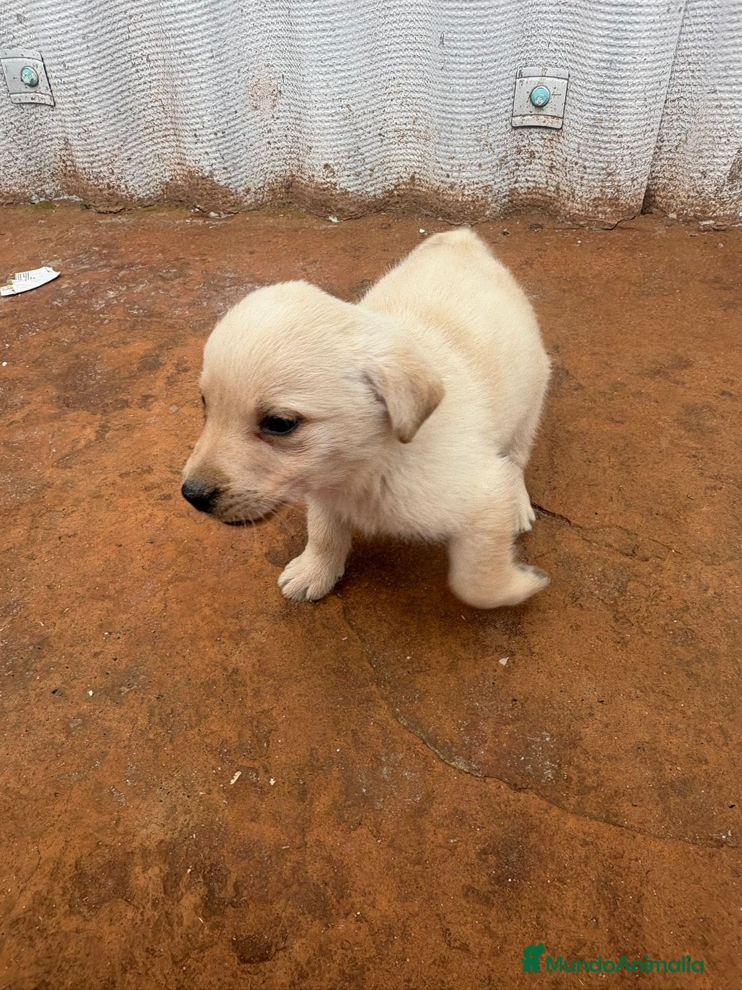 Labrador Retriever perros en venta: Labrador retriever  - Anuncio 13