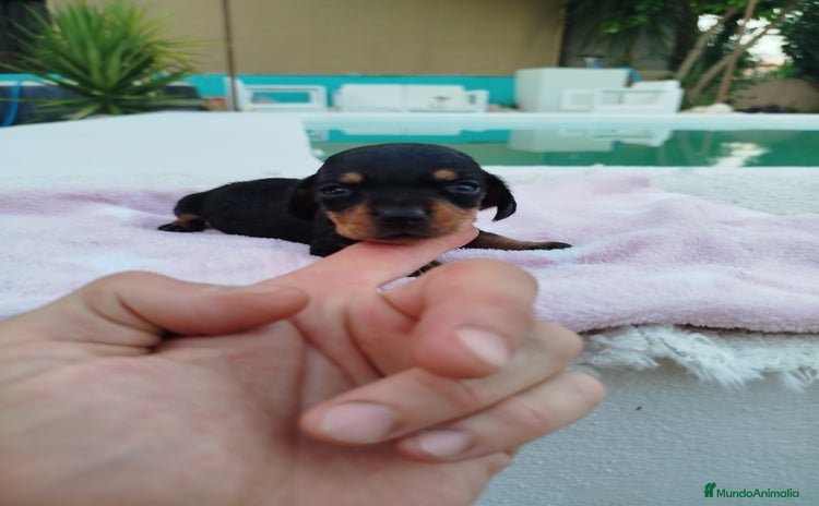 Teckel Miniatura perros - Propaganda 1