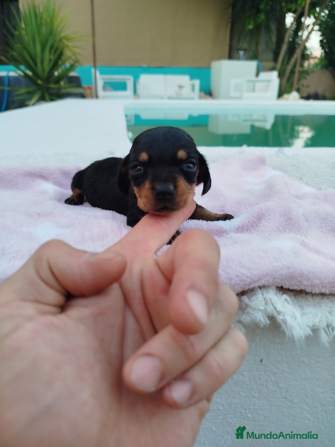 Teckel Miniatura perros en venta: Teckel mini  - Imagen 1