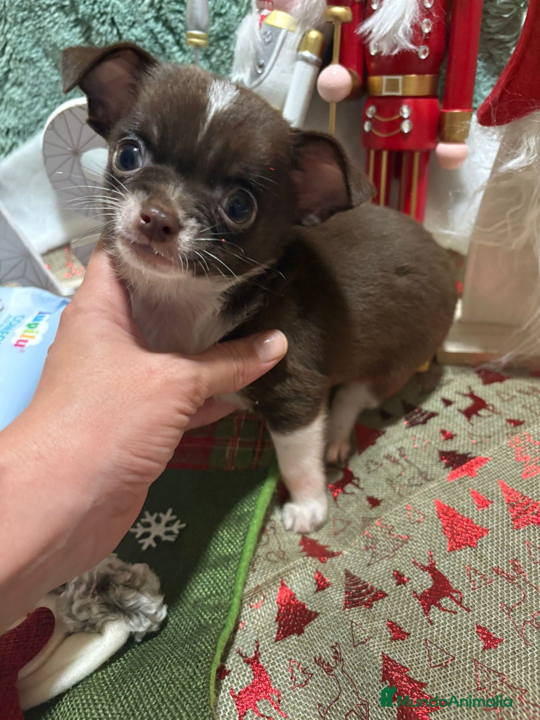 Chihuahua perros en venta: Chihuahua toy ruso - Anuncio 5