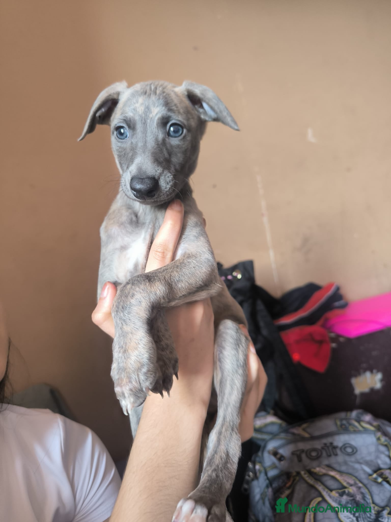 Whippet perros Whippet - Anuncio 1