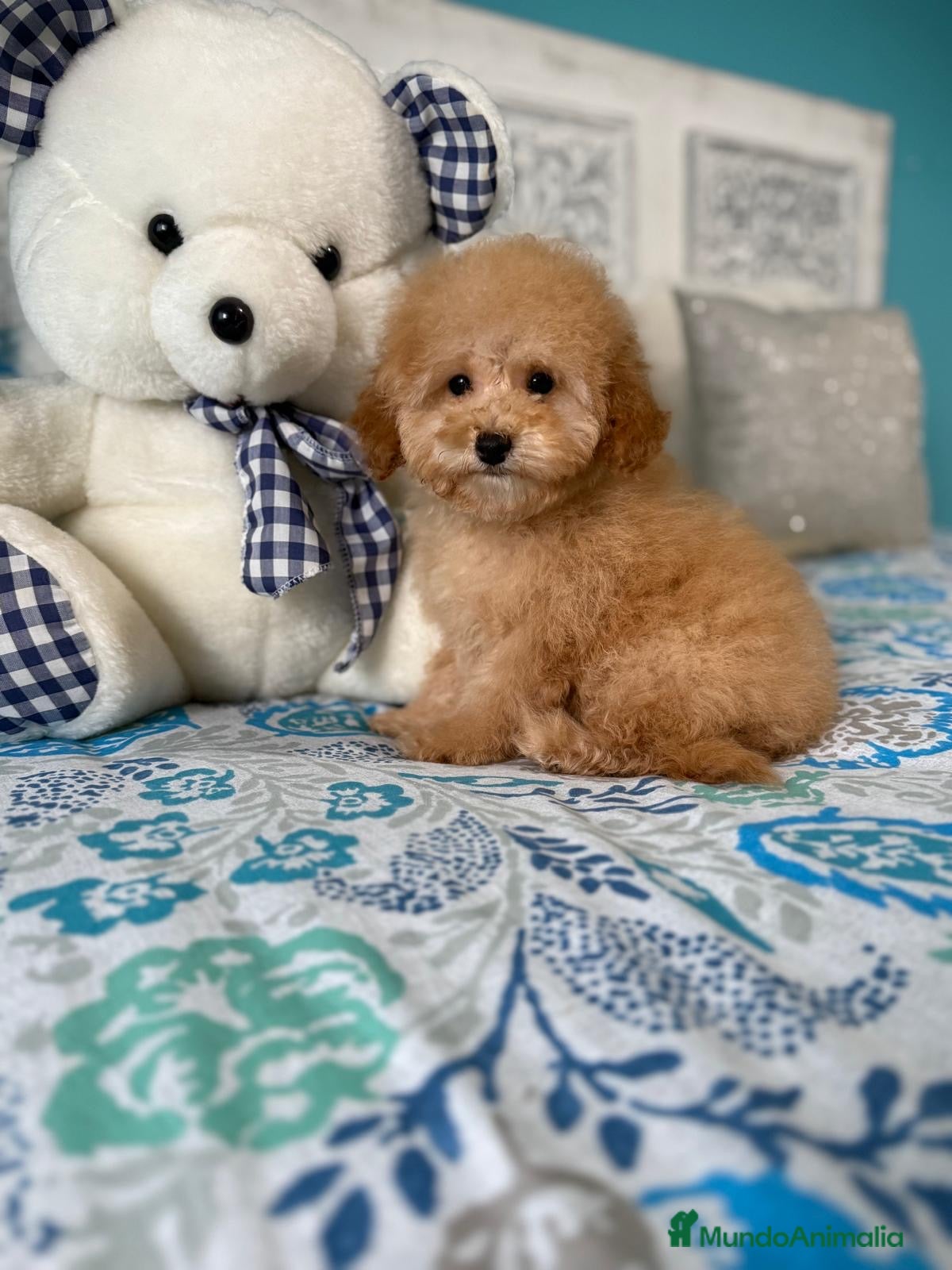 Caniche Toy perros Caniche Toy  - Anuncio 1