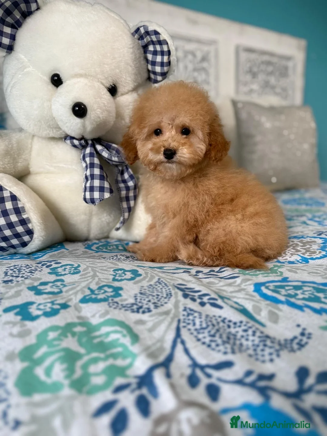 Caniche Toy perros en venta: Caniche Toy  - Anuncio 1