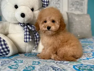 Caniche Toy perros Caniche Toy - Anuncio 2