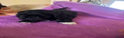 Maltipom perros en venta: Maltipoo macho minin - Anuncio 1