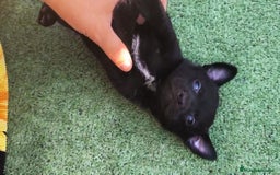 Chihuahua perros en venta: Chihuahua macho - Imagen 1